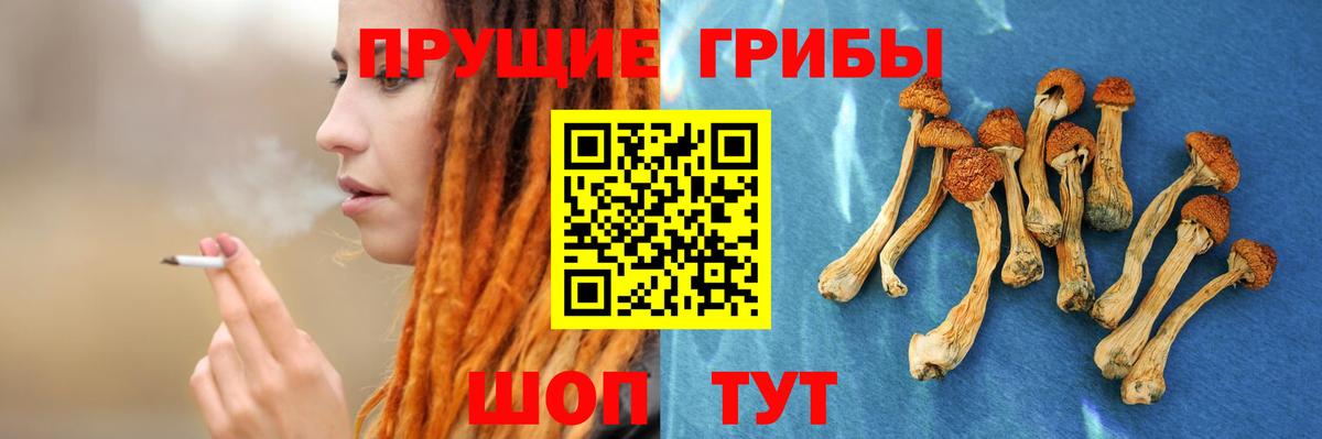 Псилоцибиновые грибы Psilocybe  Вход с VPN  Минусинск 